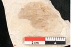 Foto (Detailansicht) von Rhamnus brevifolius Heer (NHMW-GEO-2024-0188-8188)